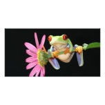 red eyed tree frog photo cards