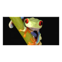 red eyed tree frog photo cards