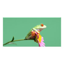 red eyed tree frog