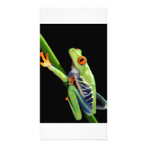 red eyed tree frog