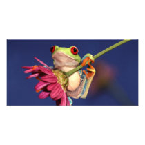 red eyed tree frog