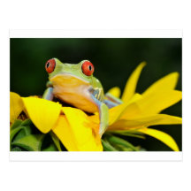 red eyed tree frog post card