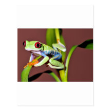 red eyed tree frog post card