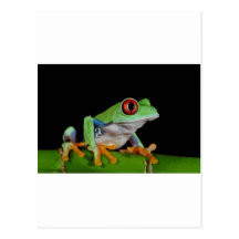 red eyed tree frog post card