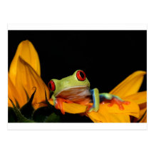 red eyed tree frog post cards