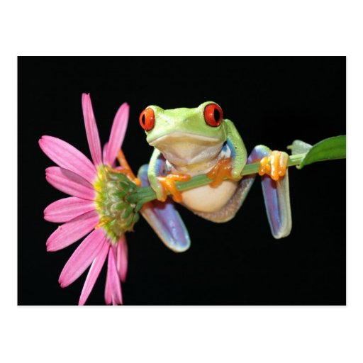 red eyed tree frog post cards