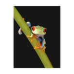 red eyed tree frog
