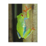 red-eyed tree frog postcard