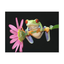 red eyed tree frog