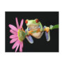 red eyed tree frog