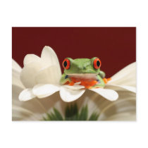 red eyed tree frog