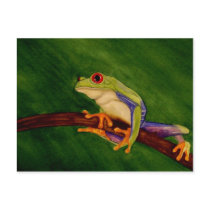 Red Eyed Tree Frog Postcard