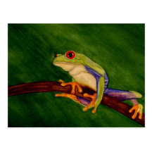 Red Eyed Tree Frog Postcard