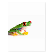 red eyed tree frog postcard