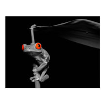 Red Eyed Tree Frog Postcard