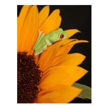 red eyed tree frog postcard