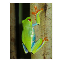 red-eyed tree frog postcard