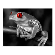 Red Eyed Tree Frog Postcards