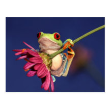 red eyed tree frog postcards