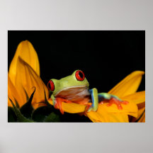 red eyed tree frog posters