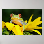 red eyed tree frog posters