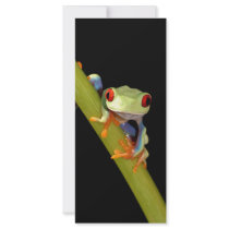 red eyed tree frog