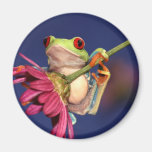 red eyed tree frog refrigerator magnet