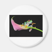 red eyed tree frog refrigerator magnets