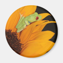 red eyed tree frog refrigerator magnets