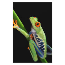 red eyed tree frog