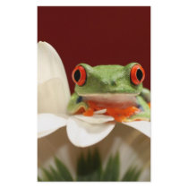 red eyed tree frog
