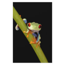 red eyed tree frog