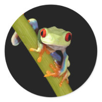 red eyed tree frog