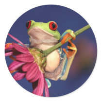 red eyed tree frog