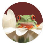 red eyed tree frog stickers
