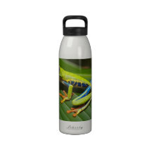 Red-Eyed Tree Frog Drinking Bottles