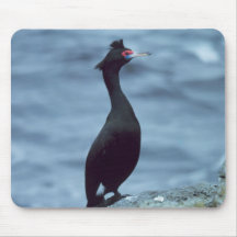 Red Faced Cormorant Mousepads