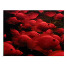 Red Fish Postcard
