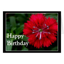 Red Flower Birthday Greeting Card