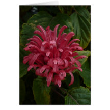 Red Flower | Card