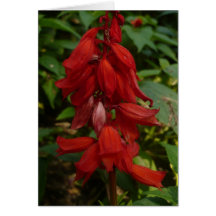 Red Flower | Card