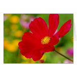 Red Flower Card