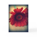 Red Flower Greeting Card
