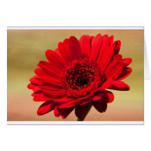 red flower greeting card