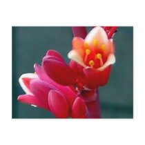 red flower opening up postcard