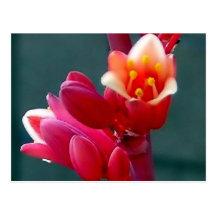 red flower opening up postcard