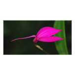 Red flower photo card