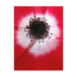Red Flower Postcard