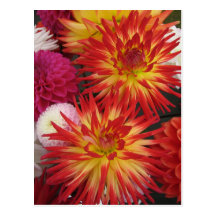 Red Flower Postcard
