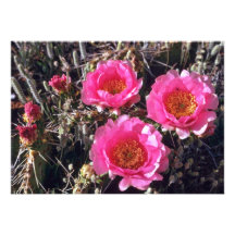 Red-Flower Prickly Pear Cactus flowers Personalized Invites